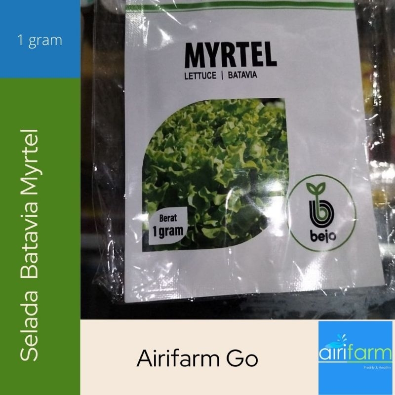 Benih Selada Batavia Myrtel dari Bejo
