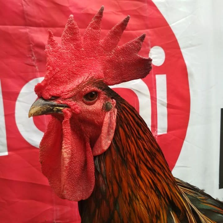 Telur Ayam Pelung Untuk Ditetaskan Fertil