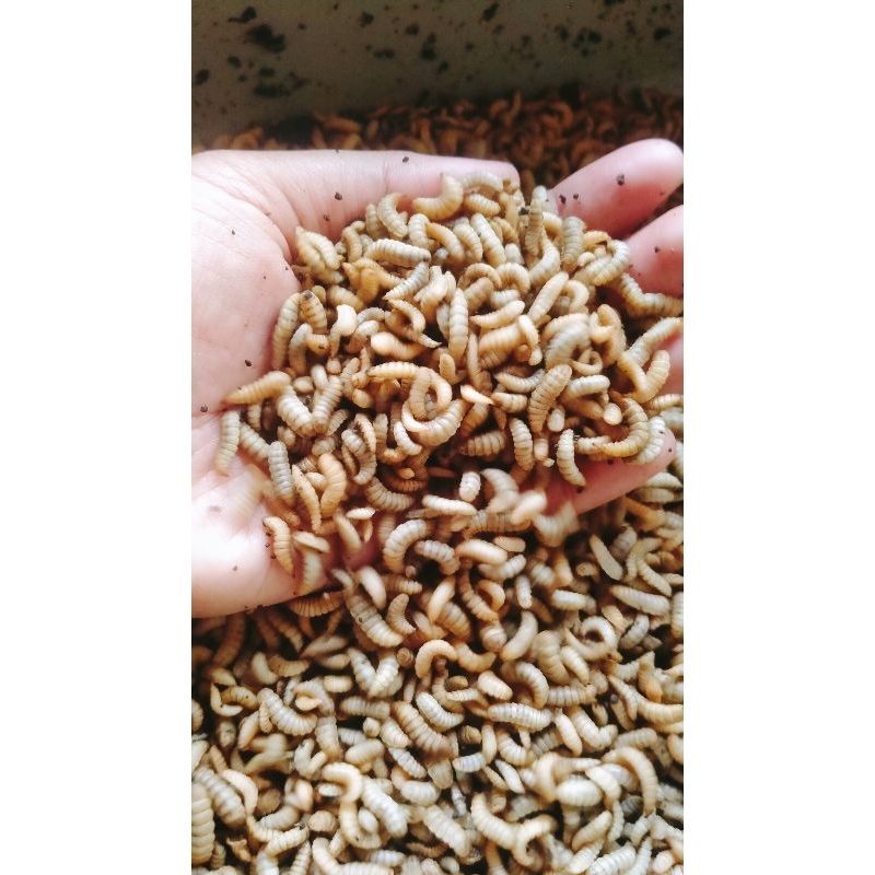 Maggot BSF Hidup Magot fresh 500 gram pakan Burung