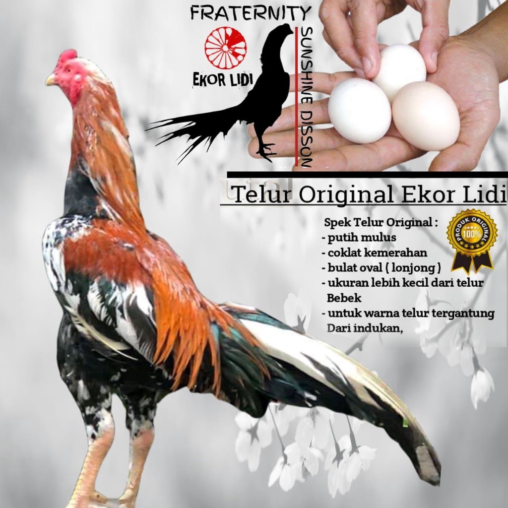 Telur Ayam Bangkok Ekor Lidi Untuk Ditetaskan