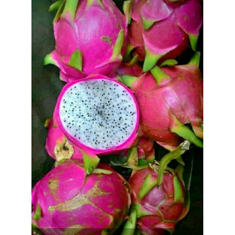 bibit buah naga putih