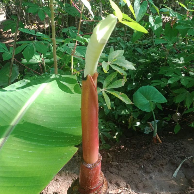 bibit pohon pisang kidang merah