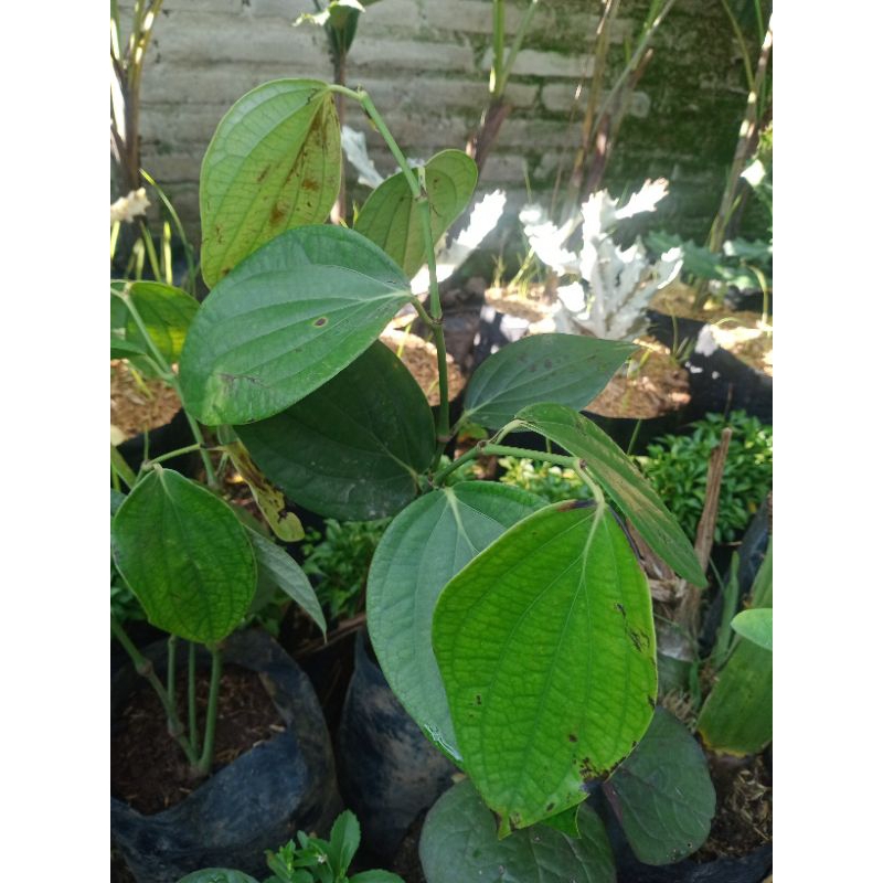 tanaman bibit merica