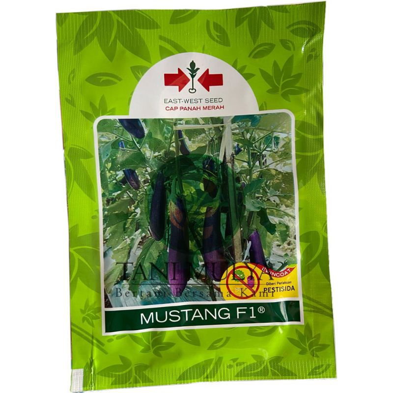 BIBIT TERONG UNGU MUSTANG F1