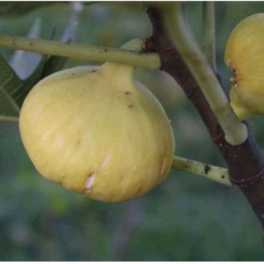 bibit buah tin kuning Deana, andalan buah tin size JUMBO