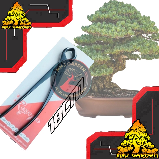 MMJ GARDEN-ALAT BONSAI CATOK bonsai Ryuga 18cm