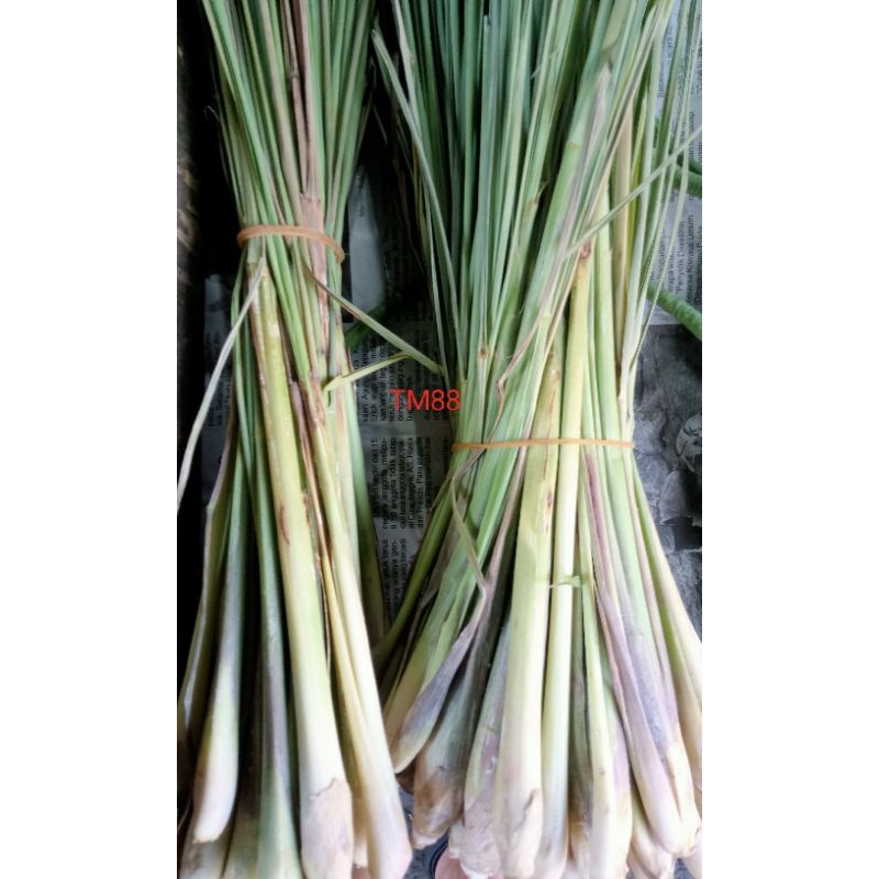 

DAUN SEREH/DAUN SERAI SEGAR