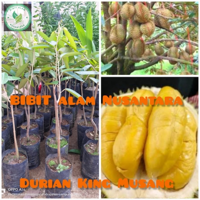 BIBIT DURIAN MUSANG KING ASLI OKULASI