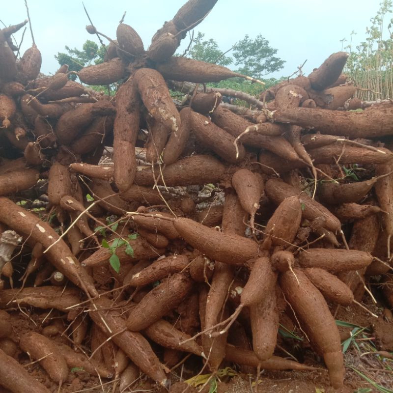 

Singkong Kuning 1kg//Singkong Mentega per 1kg