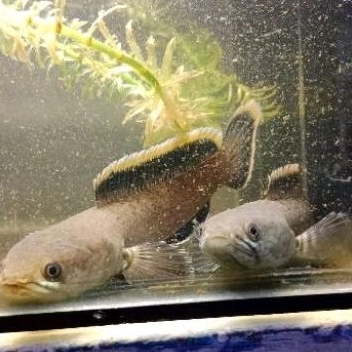 LIMBATA RIM TEBAL PAIR AKUR BERKUALITAS