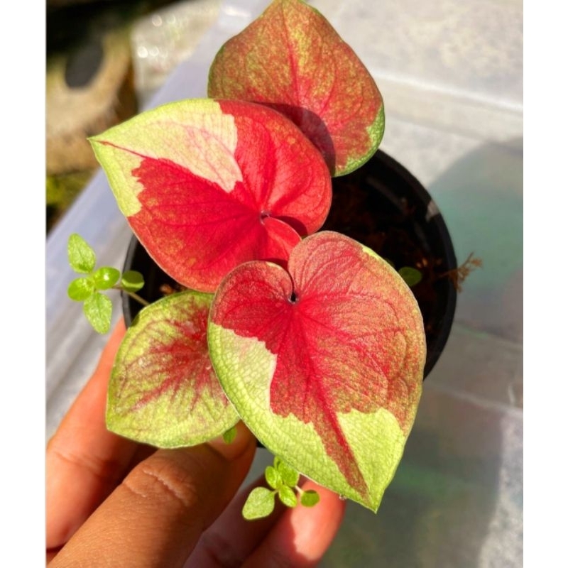 Caladium Dwi Warna 1-3 Daun Tanaman Keladi Hias Murah Impor Thailand Import BUKAN bonggol bibit / TA