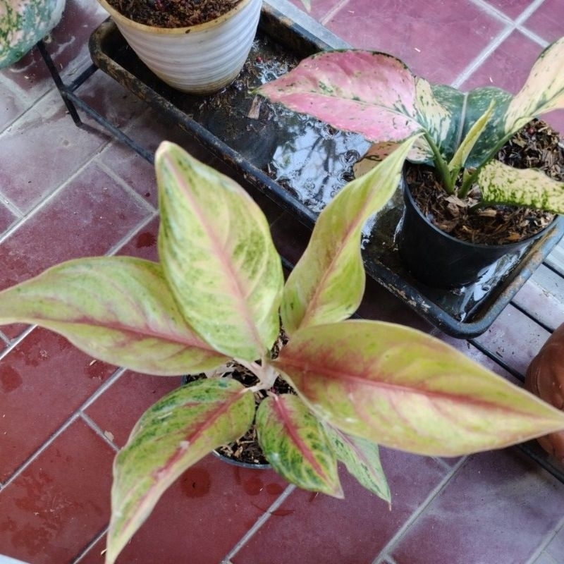 aglaonema red panama