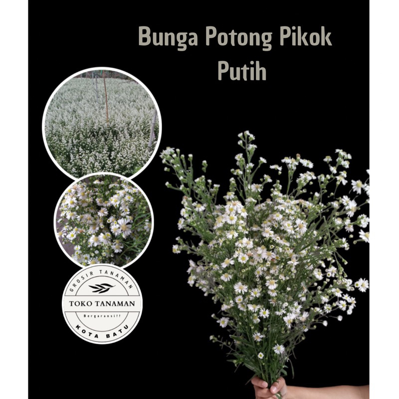 Bunga Pikok Potong Segar Dekorasi