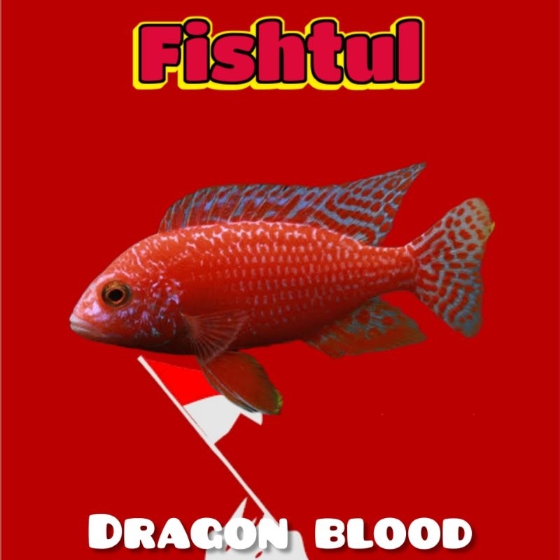 Cichlid Dragon Blood