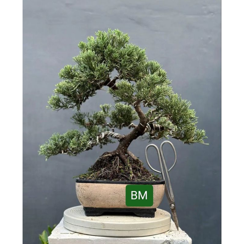 bonsai Cemara juniperus sinensis (pohon matang jadi siap pajan)