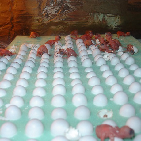 Diskon Promo Telur walet kualitas super  Telur walet asli 1