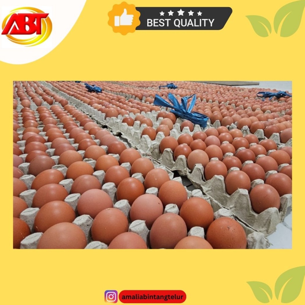 

Kode VGM63 ABT Telur Ayam Negeri 1 Tray Isi 3 Butir 1819gram