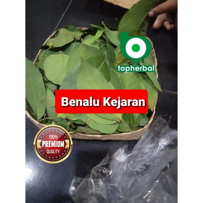 

Benalu Kejaran Fresh/Basah Langsung Petik 1 KG