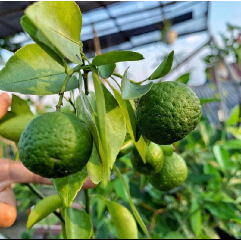 Bibit buah Jeruk Limau, Jeruk sambal sudah berbuah