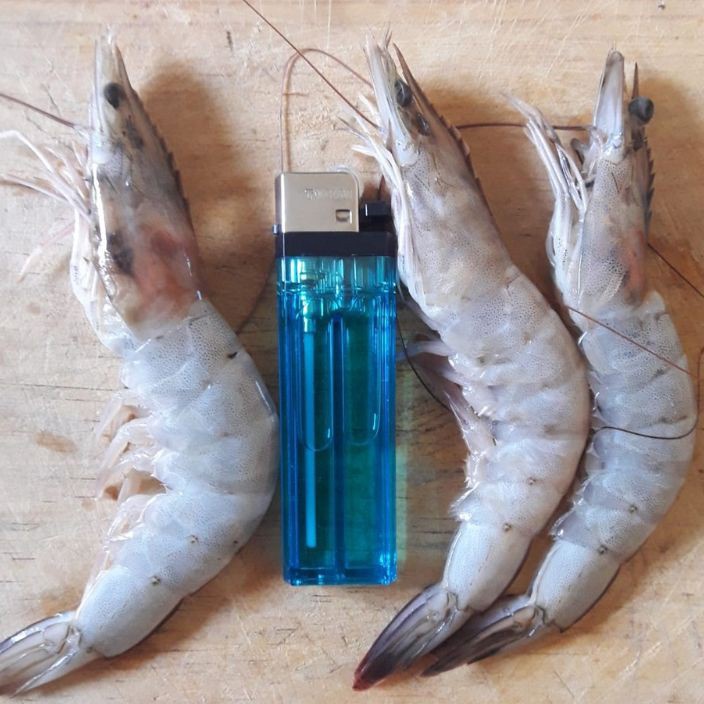 

KODE SNH17 udang vaname besar