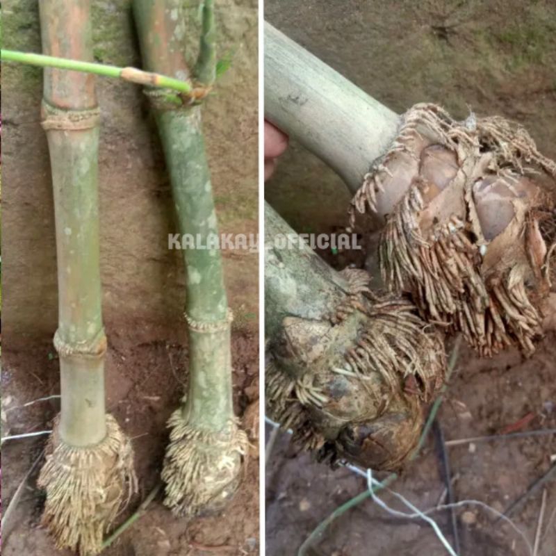 Bibit Bambu Petung Raksasa Sudah Berakar 40 cm / Bibit Bonggol Bambu Petung / Bambu Rebung Sayur Rak