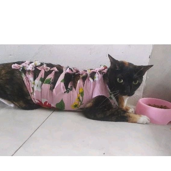 GURITA PASCA STERIL KUCING