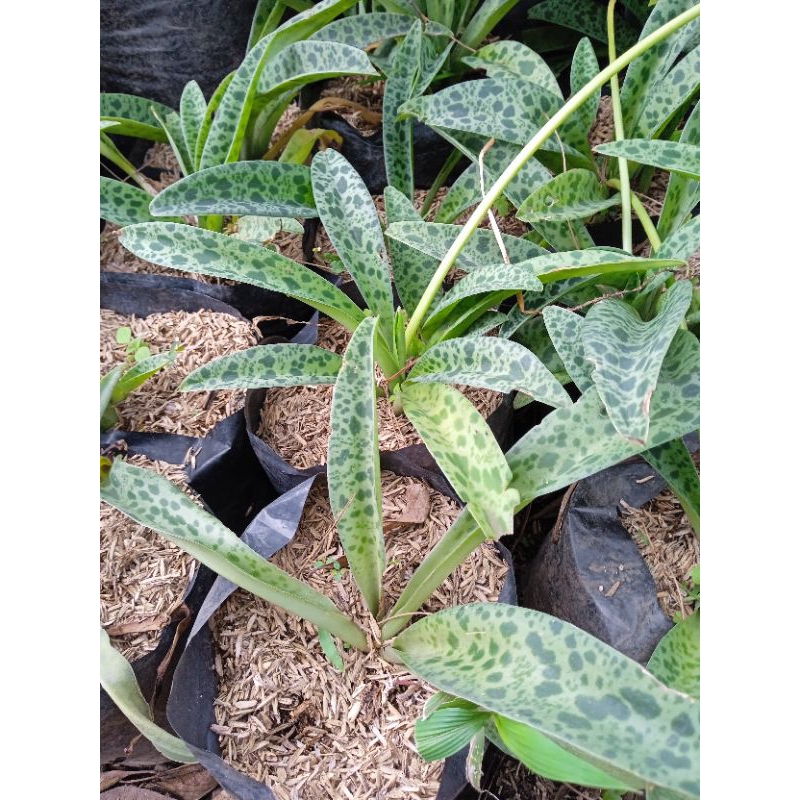 lidah katak tanaman hias lidah katak