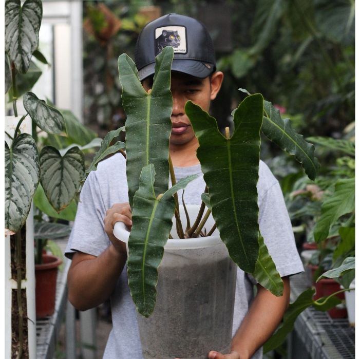 Philodendron Billietiae X Atabapoense