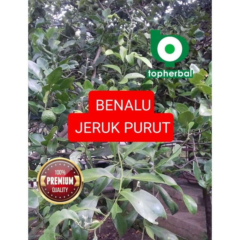 

Daun Benalu Jeruk Purut Kering 500 Gram