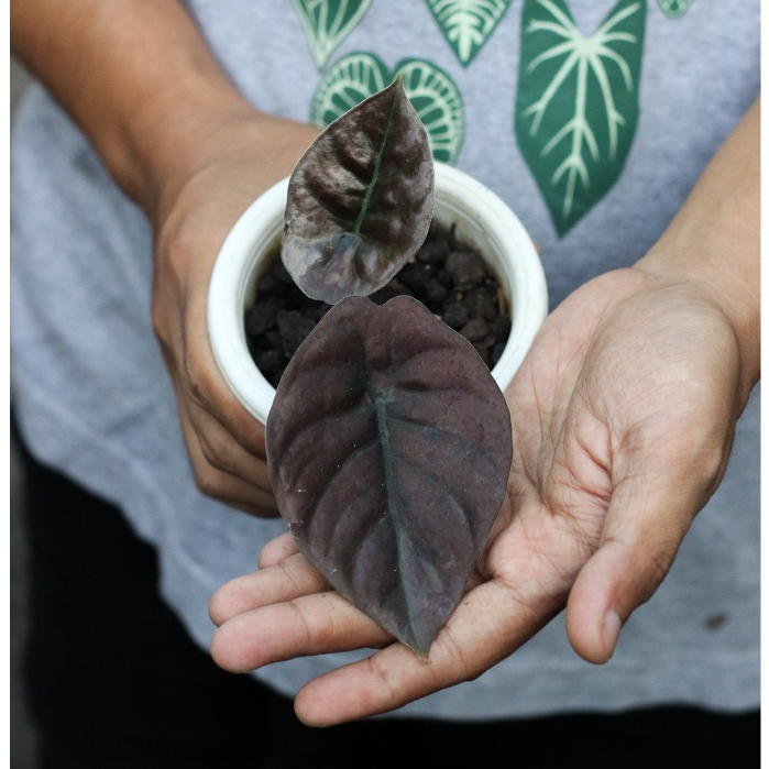 Alocasia Black Infernalis