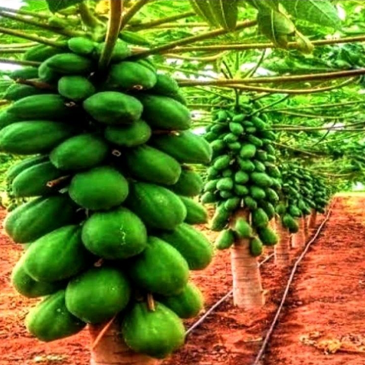 10 Butir Bibit Benih biji Pepaya Californya/Pepaya california madu pohon pendek