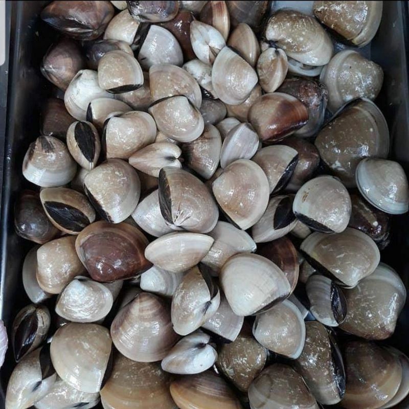 

kerang tahu fresh 1 kg