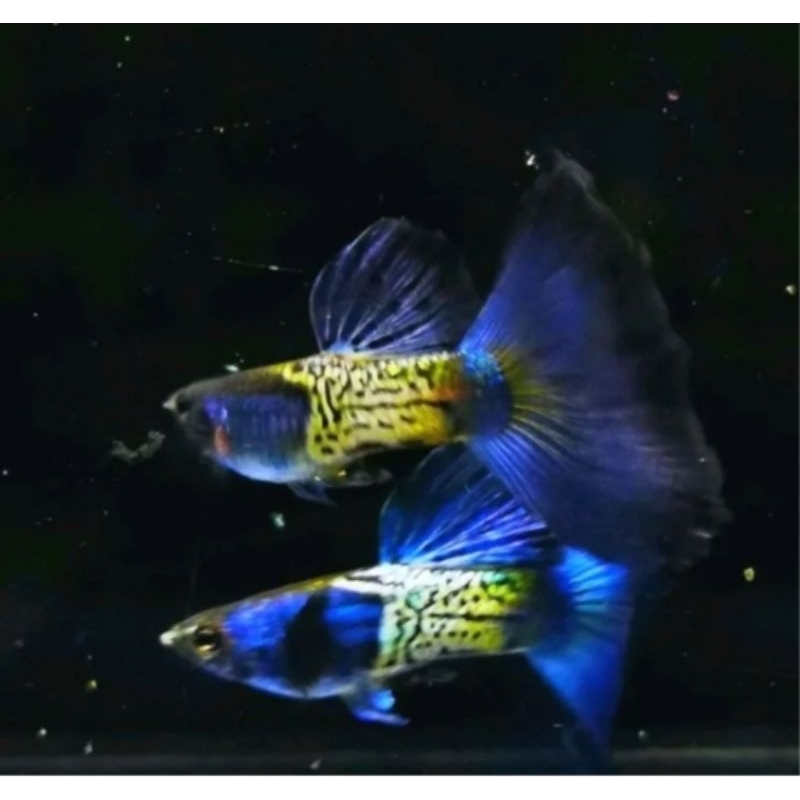 gupy metal snake skin blue tail + packing sterofom