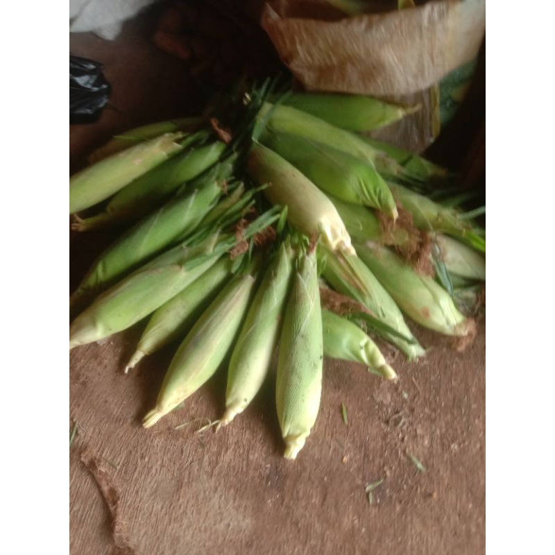 

JAGUNG MANIS