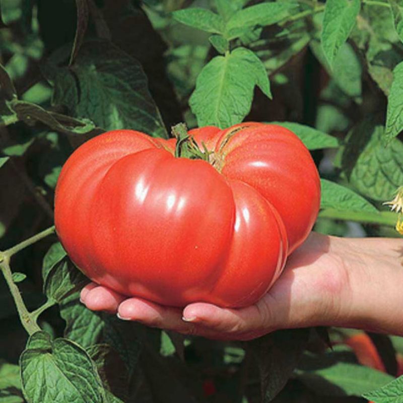 5 Biji Tomat Beefsteak | Benih Tomat | Benih Sayur | Tomat Jumbo