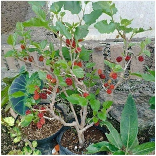 Bahan bonsai murbei berbuah
