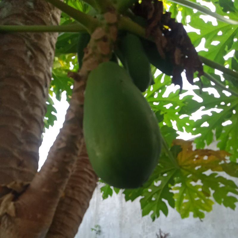 

Buah Pepaya Segar Pepaya Sayuran