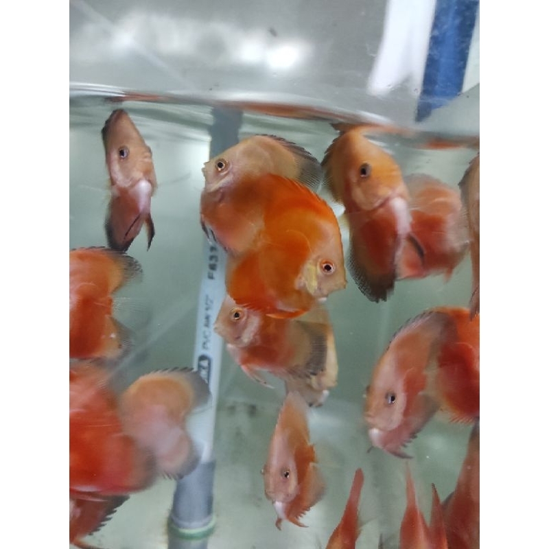 ikan discus red valentine super hightbody 2in vertikal