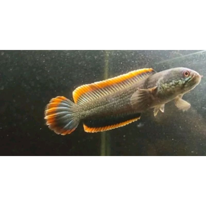 CHANA LIMBATA JUMBO RIM PEDAS