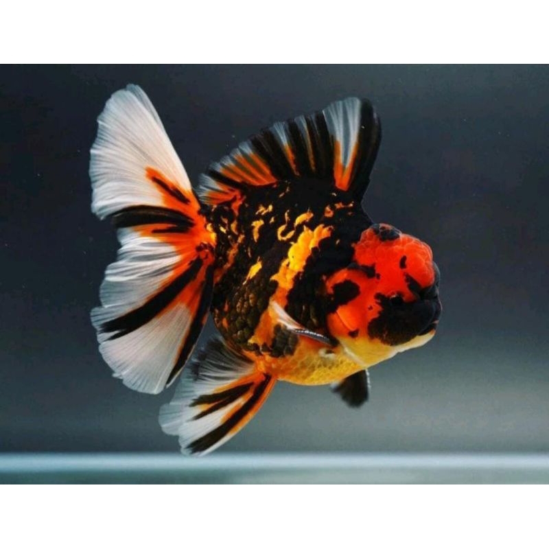 Ikan Hias Mas Koki Oranda Tiger Rostail Grade High Quality / Ikan Hias Aquarium
