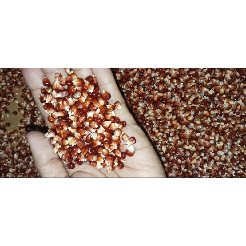 

Jagung Manggis atau Jagung Ungu