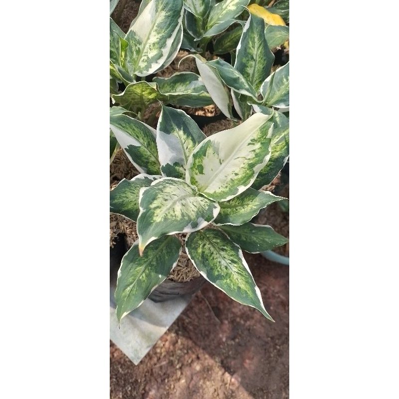 AGLONEMA GIVEN/DIVEN VARIGATA/LUKISAN CINTA