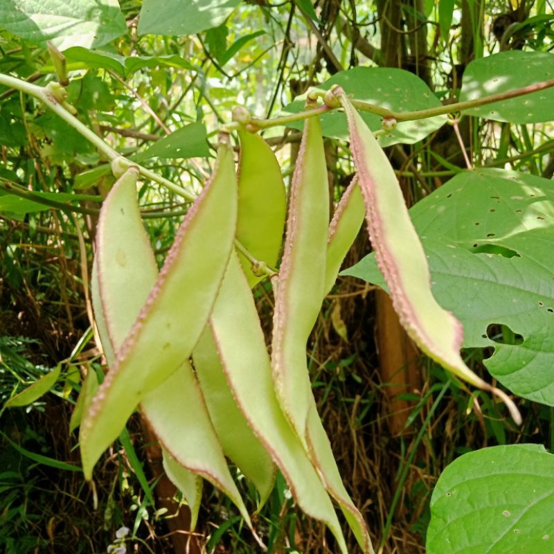 

Kopokan Kacang Kratok/Buah Muda 500 g