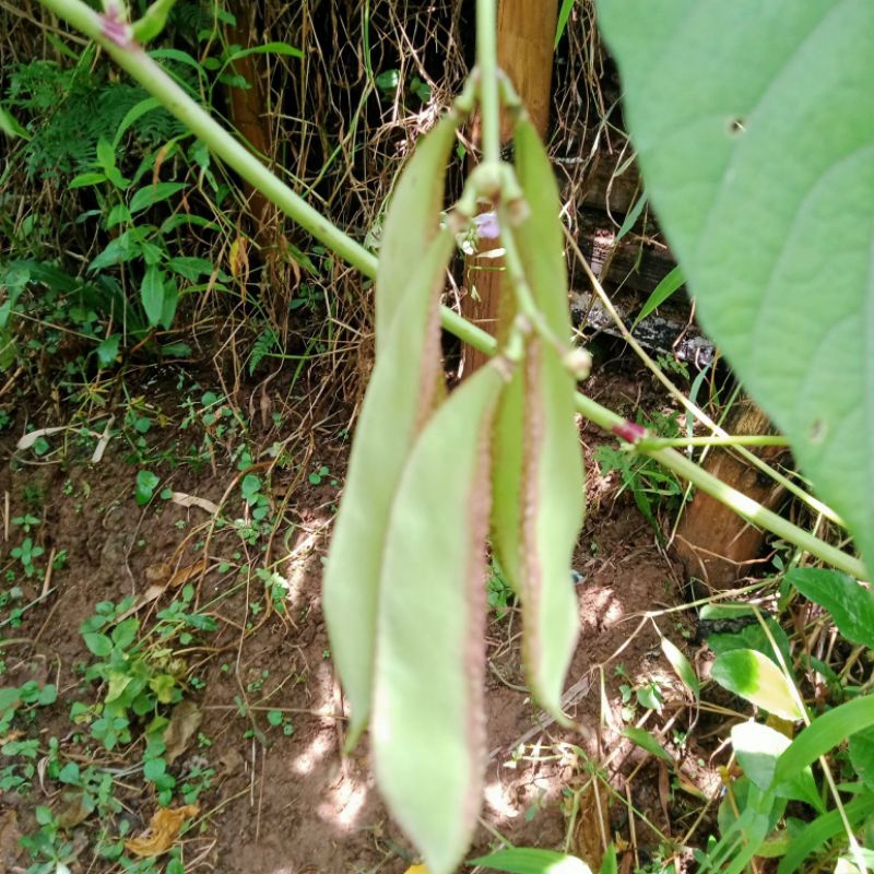 

Buah Muda atau Kopokan Kacang Kratok 500 g