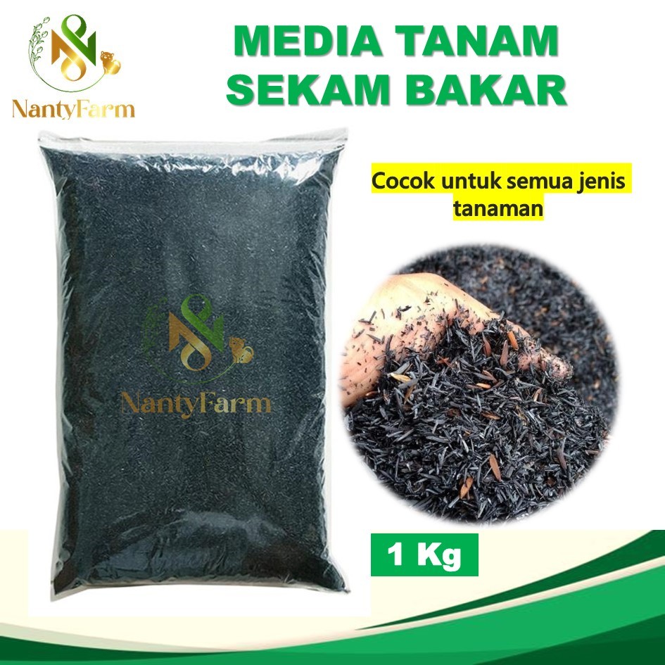 Sekam Bakar Sekam Mentah Media Tanam Sekam Arang Sekam Bakar 500 gram
