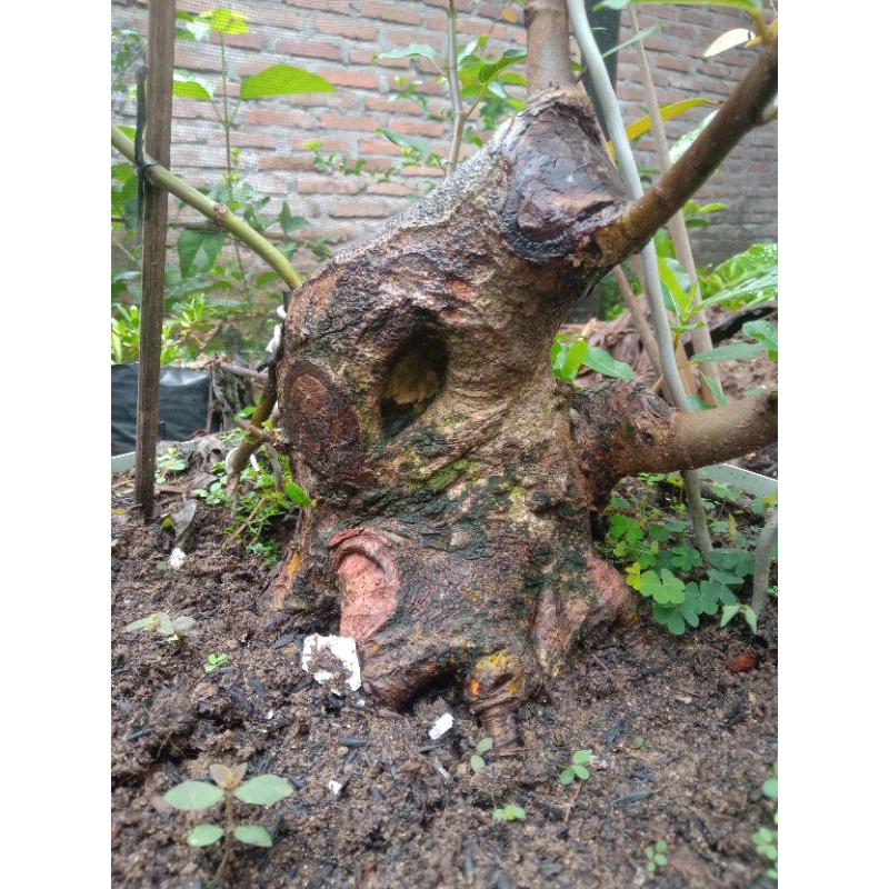 Bahan Bonsai Loa Small Prospek