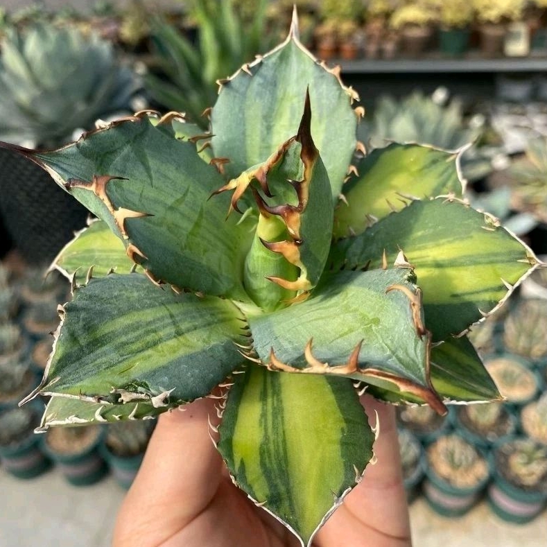 Agave titanota FO 76 variegata