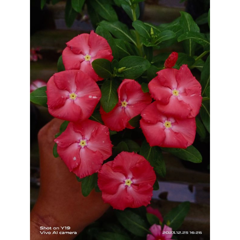 biji vinca Orange Curly