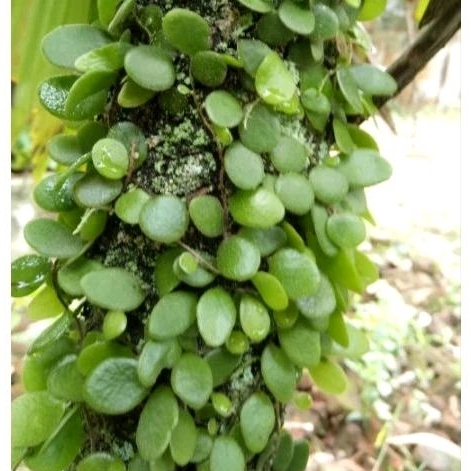 

Daun sisik naga untuk obat per 500gram