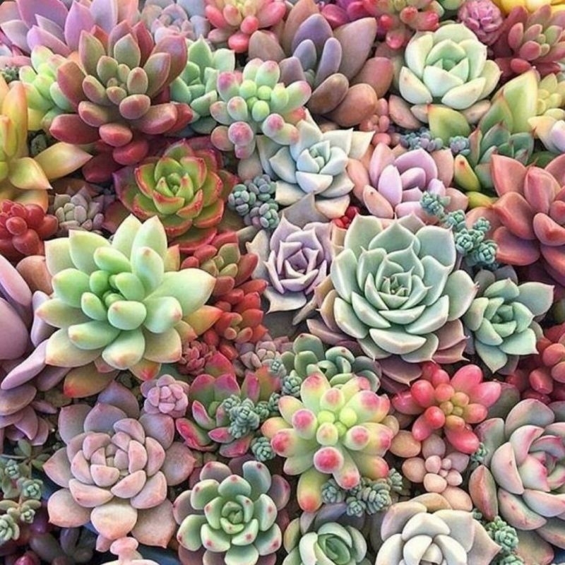 Sukulen Mini Seribuan TERMURAH Bebas Pilih Jenis
